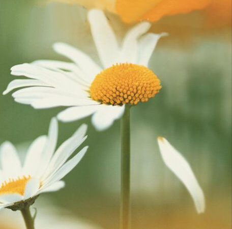 Fiore